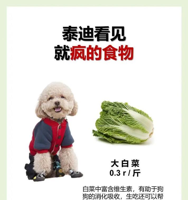 两个月大的比熊的适宜食物及喂养要点（探讨两个月大比熊的饮食习惯、营养需求及健康成长）(图2)