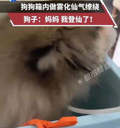 狗狗呼吸系统健康新选择:雾化治疗的优势与注意事项(图3) 狗狗呼吸系统健康新选择:雾化治疗的优势与注意事项(图3)