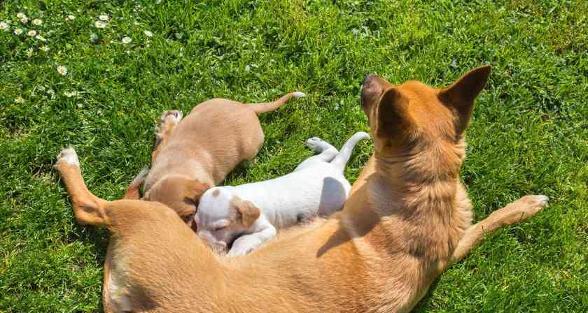 为什么有些狗只生男宝宝?遗传与环境影响探索(图2) 为什么有些狗只生男宝宝?遗传与环境影响探索(图2)