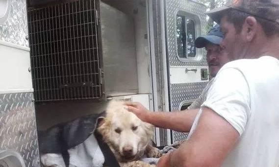 松鼠尾巴狗解析:外貌特色与社会角色全了解(图2) 松鼠尾巴狗解析:外貌特色与社会角色全了解(图2)