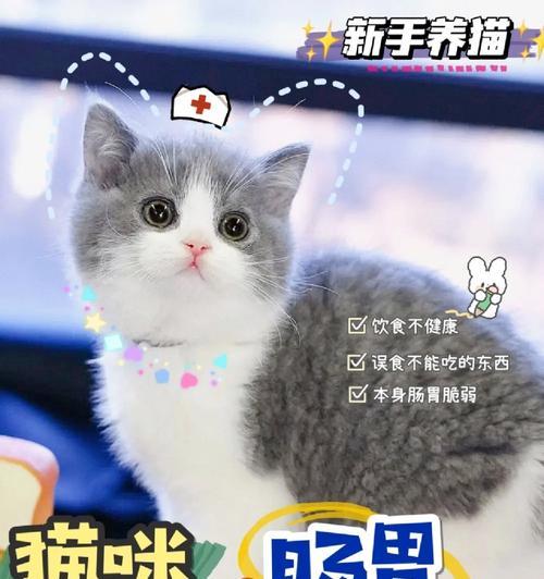 猫咪软便的有效治疗方法与护理关键(图3)