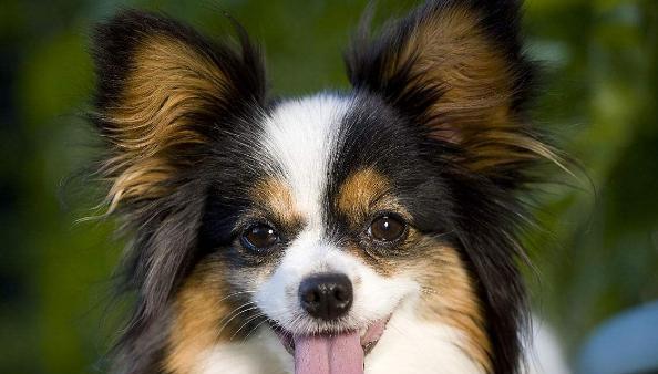 松鼠尾巴狗解析:外貌特色与社会角色全了解(图3) 松鼠尾巴狗解析:外貌特色与社会角色全了解(图3)