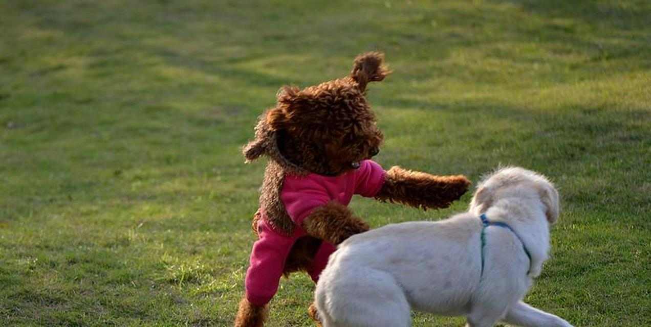 为什么有些狗只生男宝宝？遗传与环境影响探索 - 悠悠酷狗网