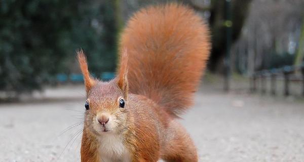 松鼠尾巴狗解析:外貌特色与社会角色全了解(图1) 松鼠尾巴狗解析:外貌特色与社会角色全了解(图1)