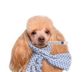 狗罐装病毒防控指南：传播途径与早期症状分析 - 悠悠酷狗网