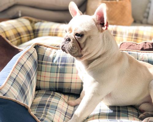 法斗价格为何高于金毛?稀缺性与特性分析(图3) 法斗价格为何高于金毛?稀缺性与特性分析(图3)