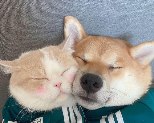 法斗价格为何高于金毛?稀缺性与特性分析(图1) 法斗价格为何高于金毛?稀缺性与特性分析(图1)