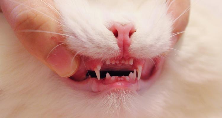 小猫换牙时间表及口腔护理全指南，确保健康成长(图2)