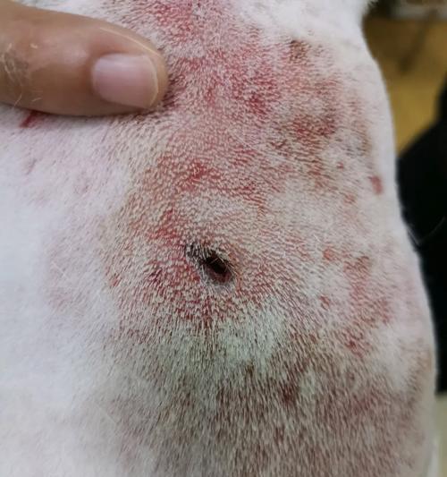 法斗价格为何高于金毛?稀缺性与特性分析(图2) 法斗价格为何高于金毛?稀缺性与特性分析(图2)