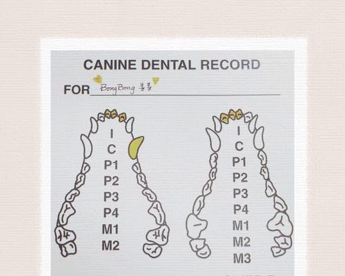 小猫换牙时间表及口腔护理全指南，确保健康成长(图3)