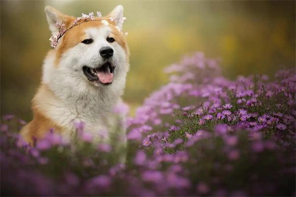 狗狗也会有孕吐反应吗？ - 悠悠酷狗网