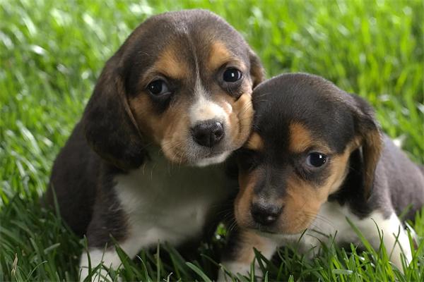 3.webp.jpg 狗狗钩虫病怎么治疗和预防?(图1)