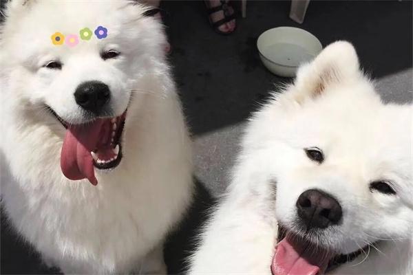 狗狗对主人龇牙该怎么教育? 狗狗对主人龇牙该怎么教育?(图2)