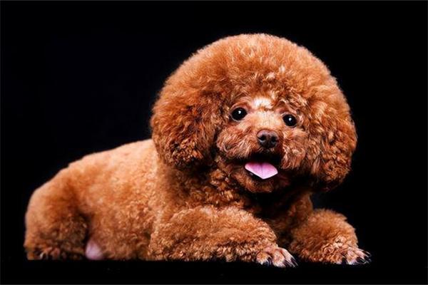 怎么训练泰迪犬与其他狗狗友好相处？ - 悠悠酷狗网