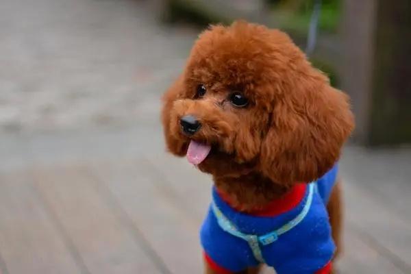 怎么训练泰迪犬与其他狗狗友好相处? 怎么训练泰迪犬与其他狗狗友好相处?(图2)