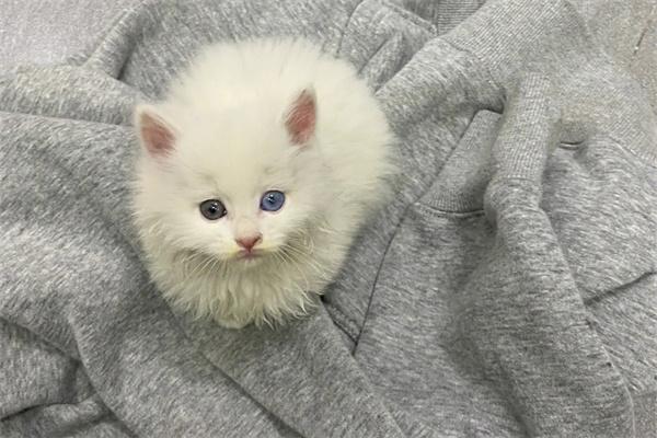 猫咪哮喘是怎么回事? 猫咪哮喘是怎么回事?(图2)