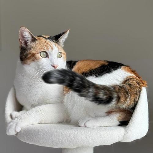 散养宠物的乐趣和挑战（以自由和关爱共享生活的魅力）(图1)