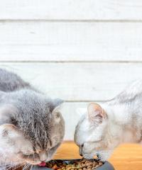 家猫饮食宝典（满足猫咪的健康饮食需求，让它们健康快乐）(图3)