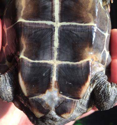 乌龟烂甲的成因及预防方法（探究乌龟烂甲形态特征及保健措施）(图3)