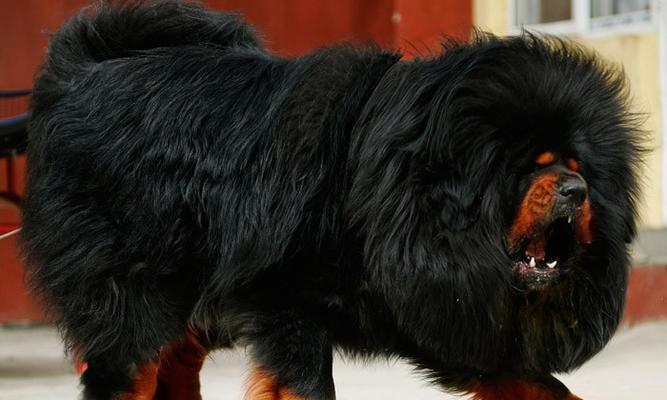 三个月藏獒的主食及喂养指南（为宠物藏獒提供健康均衡的饮食）(图3)