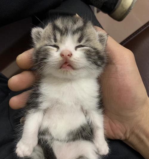 家猫饮食宝典（满足猫咪的健康饮食需求，让它们健康快乐） - 悠悠酷狗网