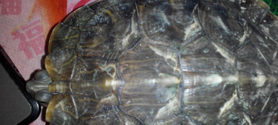 乌龟烂甲的成因及预防方法（探究乌龟烂甲形态特征及保健措施） - 悠悠酷狗网