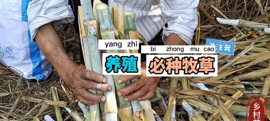 三个月藏獒的主食及喂养指南（为宠物藏獒提供健康均衡的饮食） - 悠悠酷狗网