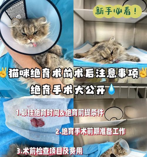 猫绝育后的注意事项（细心呵护，让猫咪更健康）(图2)