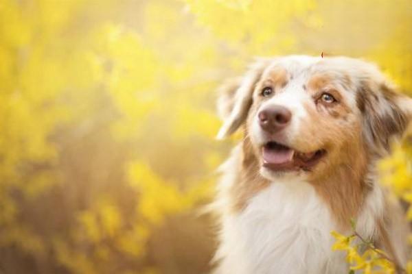 犬猫腱断裂软骨骨病 - 悠悠酷狗网