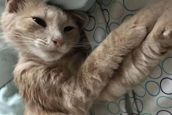 犬猫腰扭伤(图2)