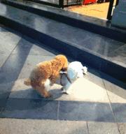 揭秘公泰迪狗抱着我腿的含义（探索背后的情感需求与行为表达）(图2)