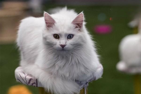 犬猫多发性嗜酸细胞性骨炎(图2)