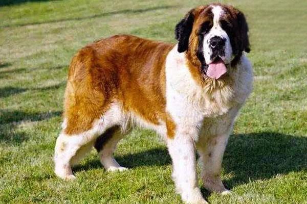 犬猫多发性嗜酸细胞性骨炎 - 悠悠酷狗网