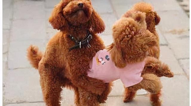 揭秘公泰迪狗抱着我腿的含义（探索背后的情感需求与行为表达）(图1)