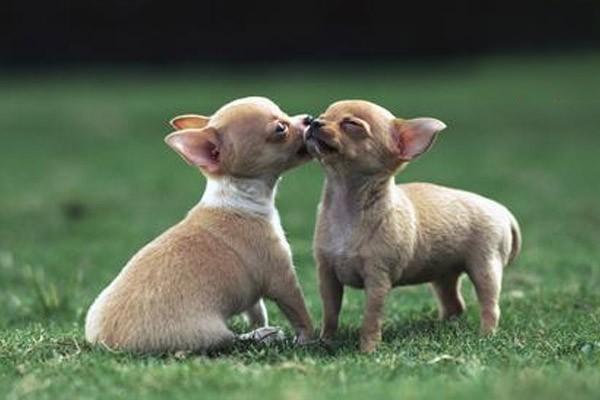 犬猫腱断裂 - 悠悠酷狗网