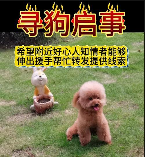 揭秘公泰迪狗抱着我腿的含义（探索背后的情感需求与行为表达）(图3)