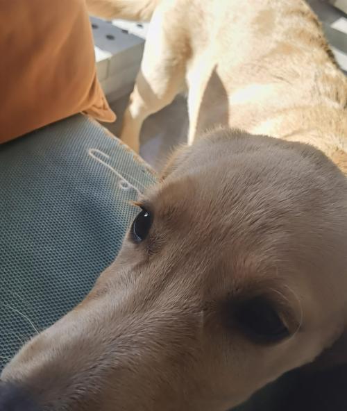 金毛幼犬伸舌头急喘气的原因及应对方法（了解幼犬急喘气背后的原因，保护金毛宝宝的健 - 悠悠酷狗网