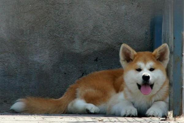 犬猫肥大性骨营养不良(图2)