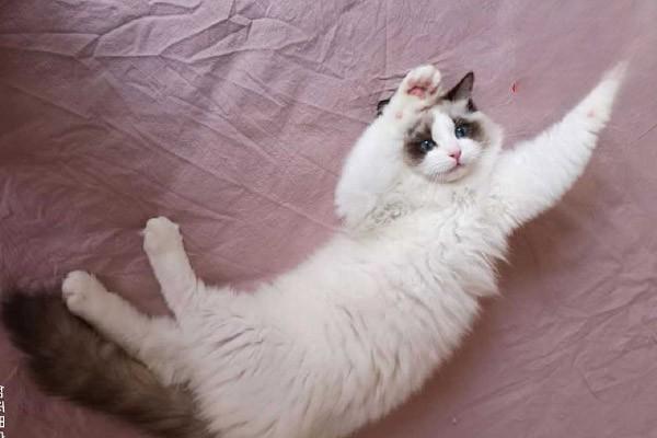 犬猫黏液囊炎治疗方案 犬猫黏液囊炎(图2)