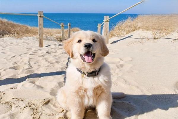 犬猫骨膜炎(图3)