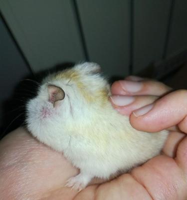 仓鼠生病了怎么办？药物治疗是关键！（仓鼠生病了怎么选择合适的药物治疗？一起来了解一下吧！）(图1)