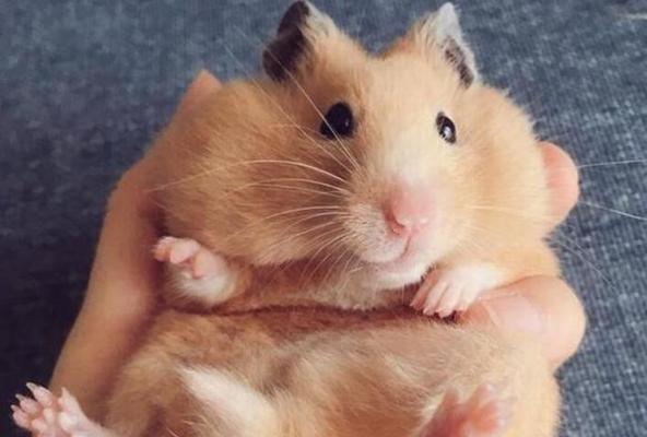 仓鼠生病了怎么办？药物治疗是关键！（仓鼠生病了怎么选择合适的药物治疗？一起来了解一下吧！）(图3)