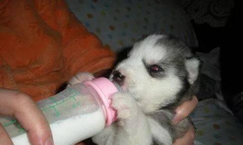 狗狗窝尿频现象及相关症状（狗狗频繁在窝内大小便可能意味着什么？）(图3)