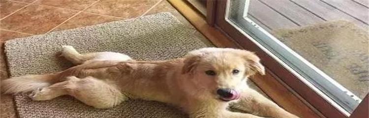 狗狗窝尿频现象及相关症状（狗狗频繁在窝内大小便可能意味着什么？）(图1)