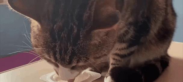 小猫的饮食偏好（揭秘小猫最爱吃的食物及营养需求）(图2)