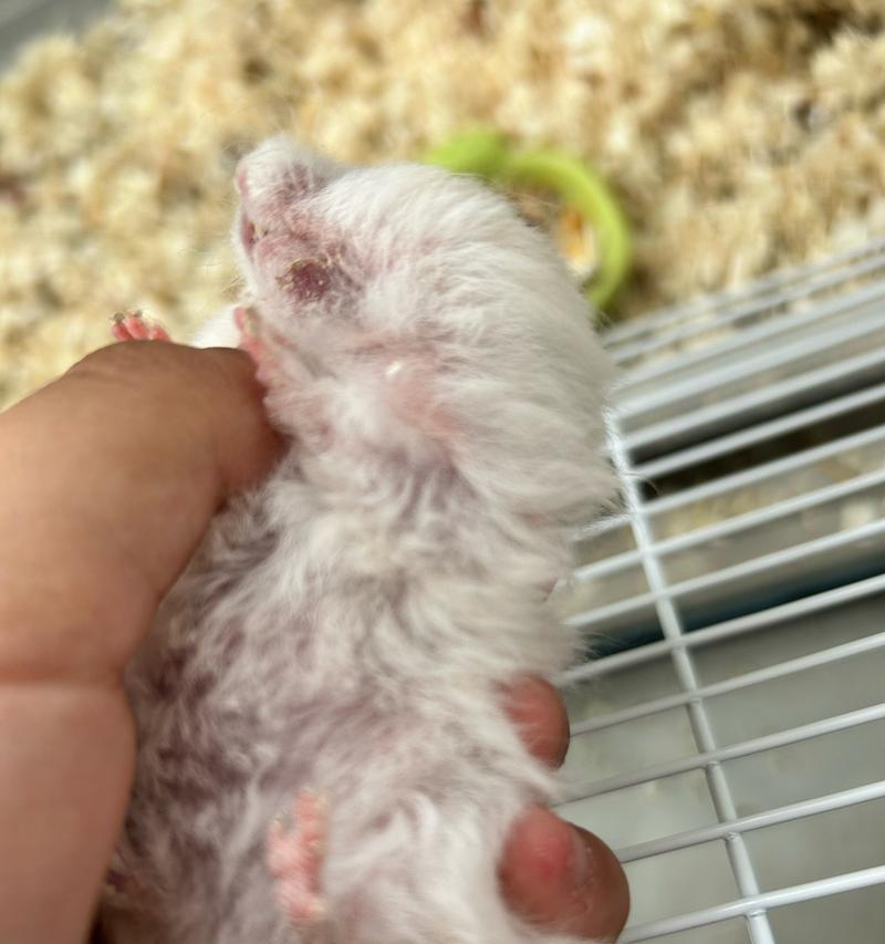 仓鼠生病了怎么办？药物治疗是关键！（仓鼠生病了怎么选择合适的药物治疗？一起来了解一下吧！）(图2)