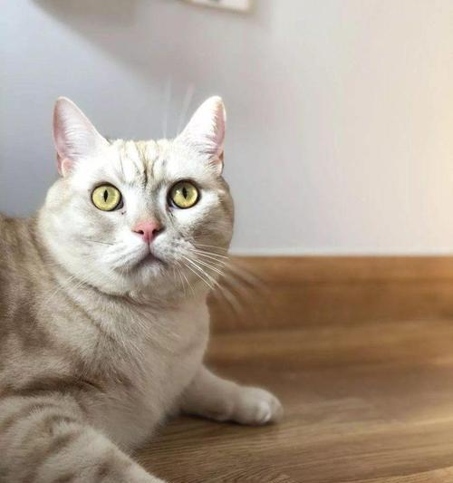 猫咪眼睛发亮的奥秘（揭开猫咪眼睛发亮的科学原理）(图3)