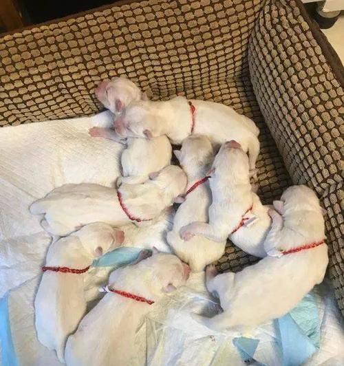 狗狗窝尿频现象及相关症状（狗狗频繁在窝内大小便可能意味着什么？）(图2)