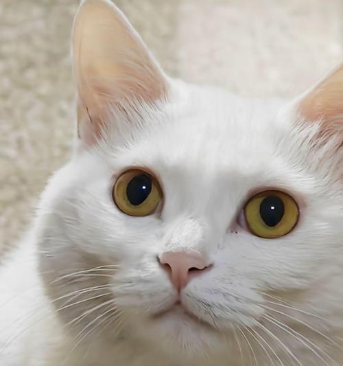 猫咪眼睛发亮的奥秘（揭开猫咪眼睛发亮的科学原理）(图2)