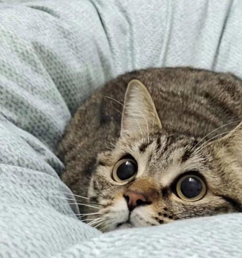 猫咪眼睛发亮的奥秘（揭开猫咪眼睛发亮的科学原理） - 悠悠酷狗网